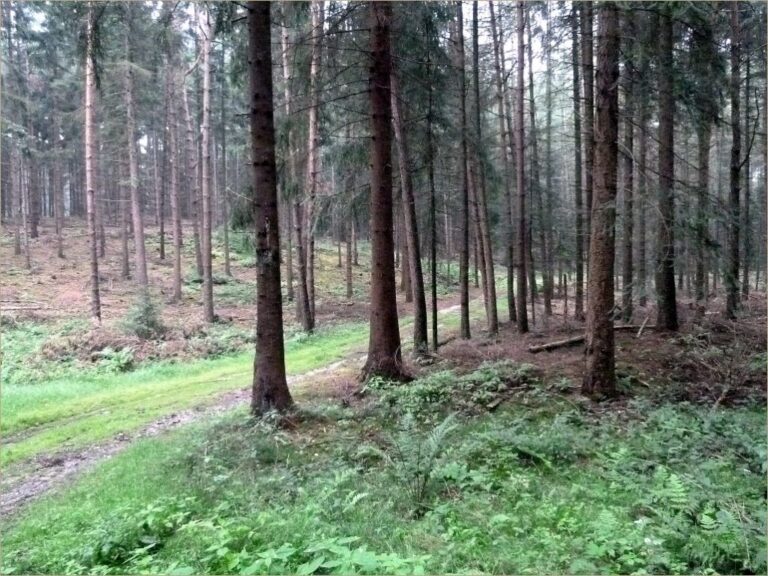Waldgrundstück zu verkaufen